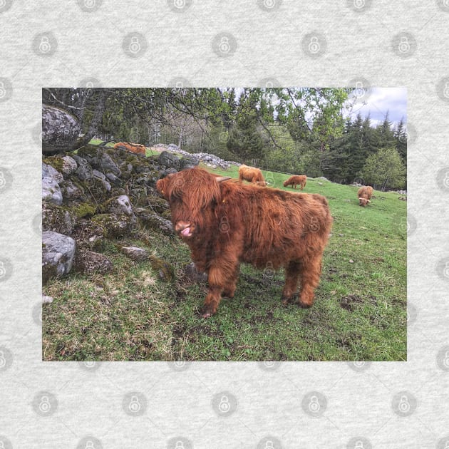 Scottish Highland Cattle Calf 1995 by SaarelaHighland